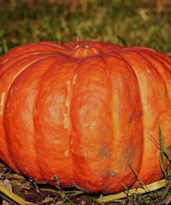 Pumpkin