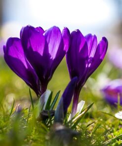 Purple Crocus