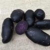 Purple Rain Seed Potatoes