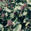 broccoli purple sprouting