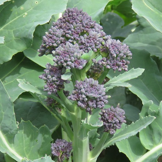 Purple Sprouting Broccoli Seeds – Hardy, Delicious & Nutritious - Image 2