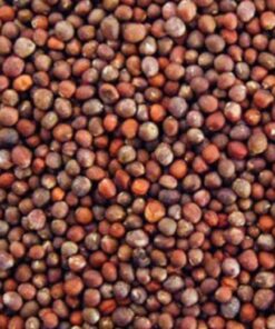 purple sprouting seeds