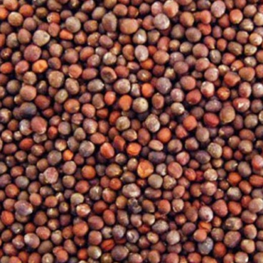 purple sprouting seeds