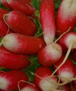 Radish