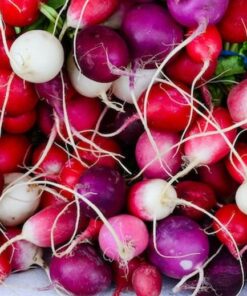 Alternative view of RADISH Round Mixed. Various colours.