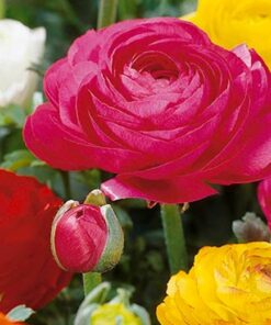 Summer Bulbs