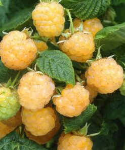 Raspberry Allgold