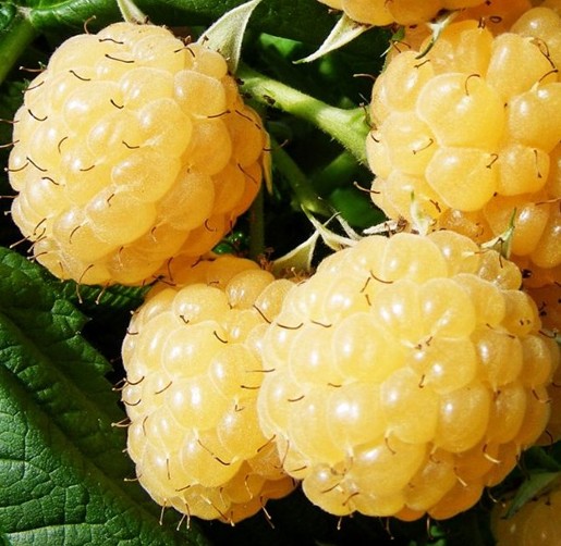 Raspberry Allgold. A raspberry with a unique colour. - Image 3
