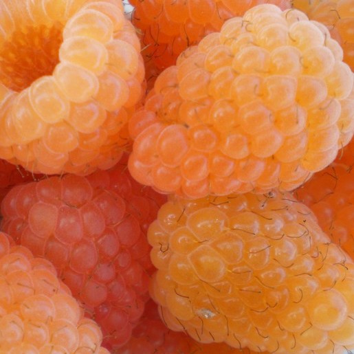 Raspberry Allgold. A raspberry with a unique colour. - Image 4
