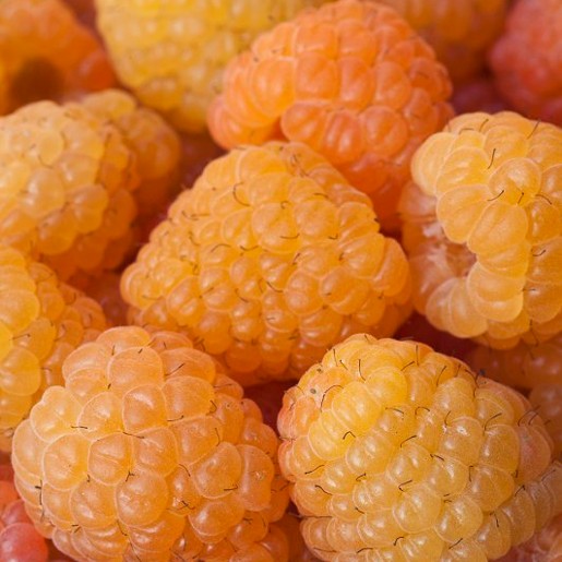 Raspberry Allgold. A raspberry with a unique colour. - Image 2