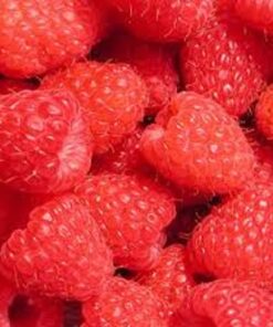 Mallin Raspberry Shop Plants | Garden Seeds and Bulbs Online | Raspberry