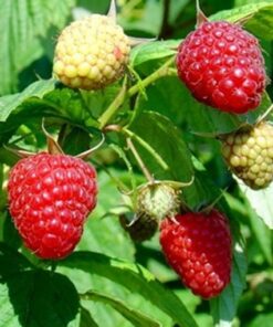 Primocane Raspberry Best Raspberry Polka. Primocane variety.