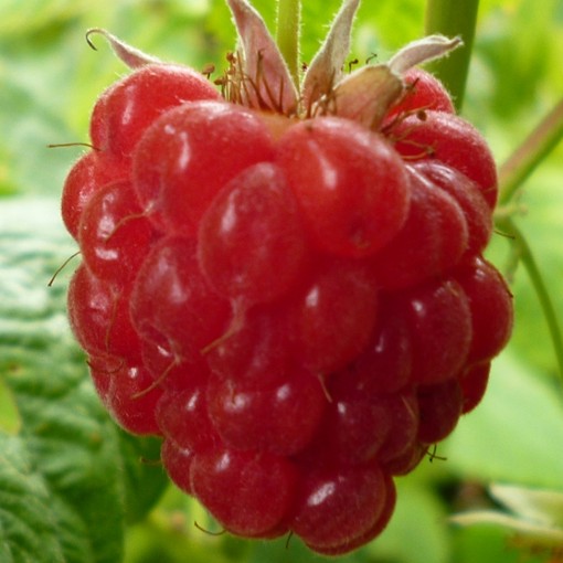 Raspberry Tulameen. Supermarkets favourite. - Image 4