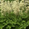Rodgersia aesculifolia