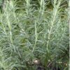 Rosemary