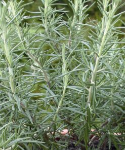 Rosemary