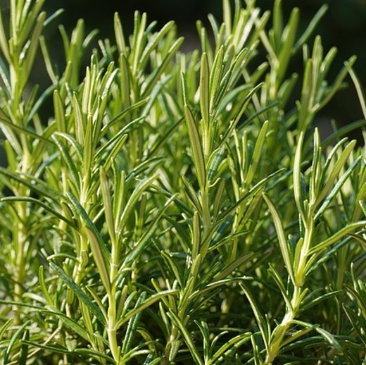 Rosemary (Rosmarinus officinalis) – Aromatic Mediterranean Herb - Image 2