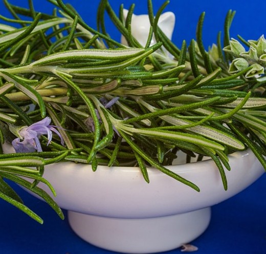 Rosemary (Rosmarinus officinalis) – Aromatic Mediterranean Herb - Image 3