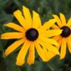 Rudbeckia
