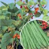 Runner Bean Best of All
