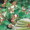 Runner Bean Painted Lady