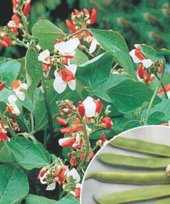 Runner Bean Painted Lady