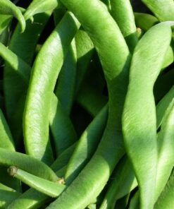 Runner Bean White Emergo
