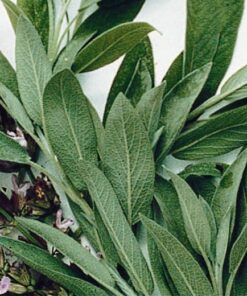 Sage