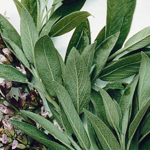 Sage