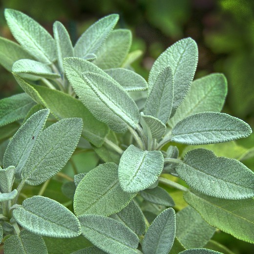 SAGE (Salvia officinalis) – Premium Quality Herb Seeds - Image 2