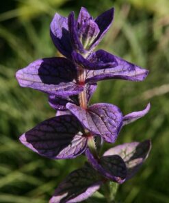 sage officinalis