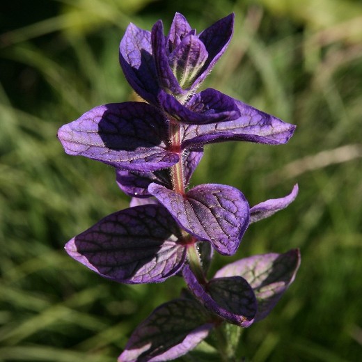 sage officinalis