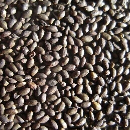 SAGE (Salvia officinalis) – Premium Quality Herb Seeds - Image 4