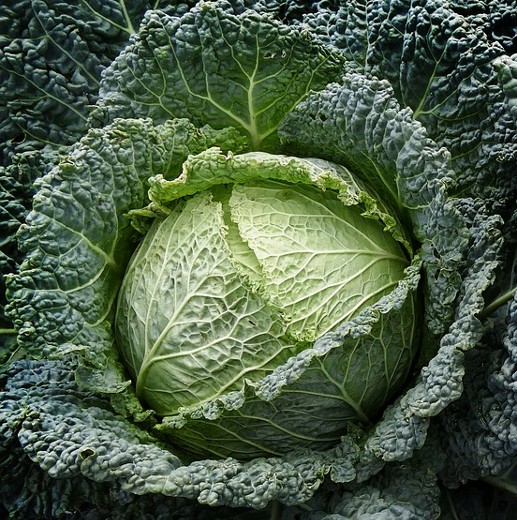 Savoy Cabbage Vertus Seeds – Hardy Winter Variety - Image 3