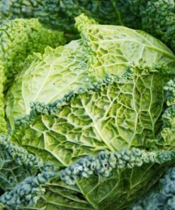 Alternative view of Savoy Cabbage Vertus Seeds – Hardy Winter Variety