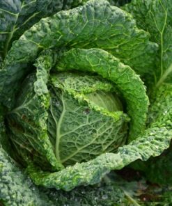 Savoy Cabbage