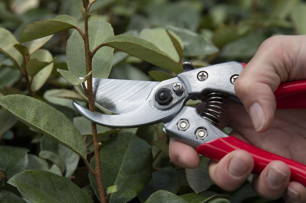 Secateurs. ARS VS-8XZ Professional Model - Image 4