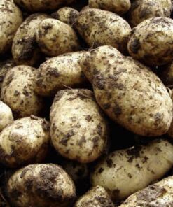 Arran Pilot Seed Potatoes