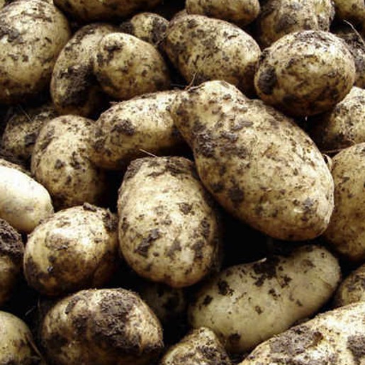 Arran Pilot Seed Potatoes