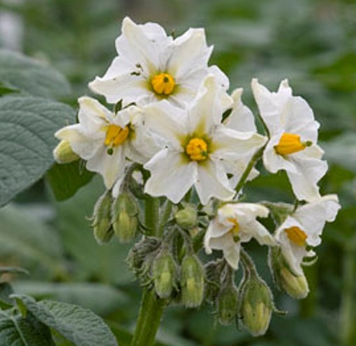 BALLYDOON Seed Potatoes – Premium First Early Variety - Image 5