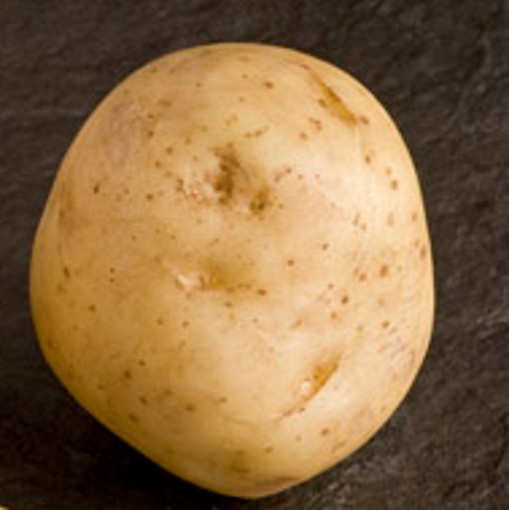 BALLYDOON Seed Potatoes – Premium First Early Variety - Image 3