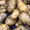 Seed Potato Charlotte