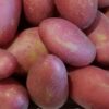seed potatoes Foxton
