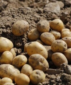 Golden Wonder seed potatoes