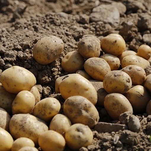 Golden Wonder seed potatoes