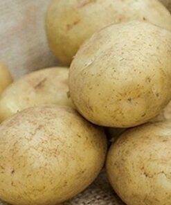 Potato Golden Wonder