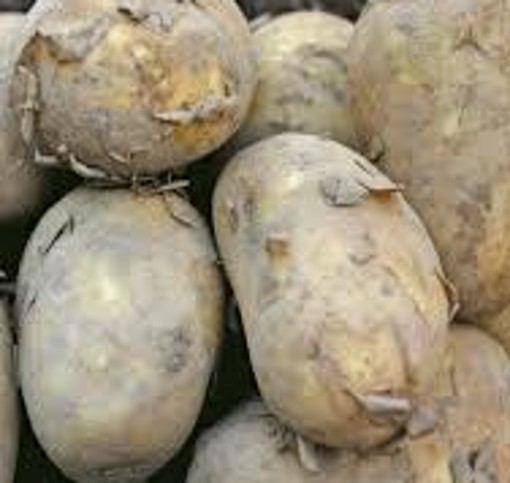 Seed Potatoes INTERNATIONAL KIDNEY. Heritage Variety - Image 3