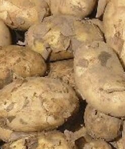 potato seeds international kidney