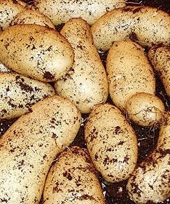 potato seed international kidney