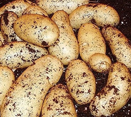 potato seed international kidney